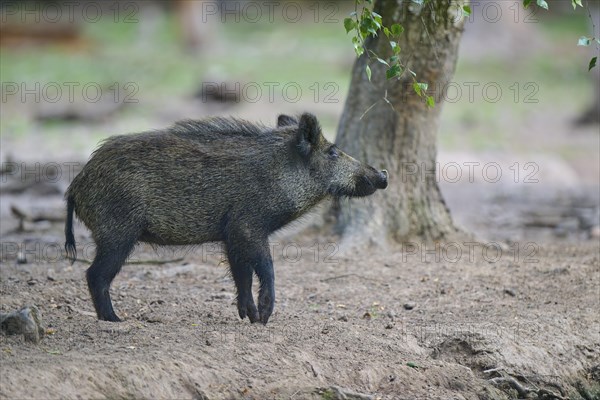 Wild boar