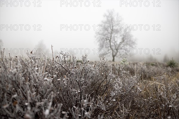 First hoarfrost on tree and heath in November in the fog