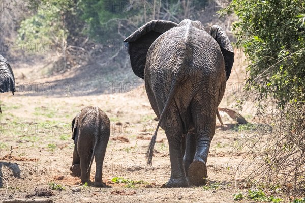 Elephant cow walks with her elephant baby on her left side through the African savannah. Lower Zambezi National Park