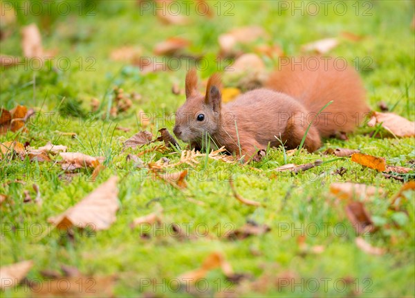 Eurasian squirrel or eurasian red squirrel