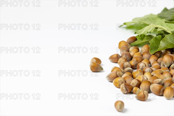 Hazelnuts in shell and hazelnut bush leaves