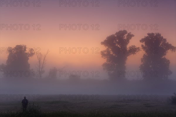 Autumnal foggy atmosphere in the morning in front of sunrise at an oxbow lake in the floodplain forest