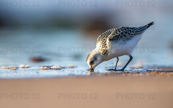 Sanderling