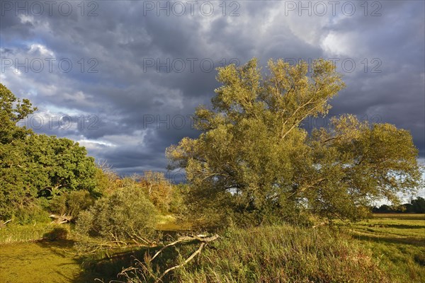 Autumn atmosphere at an oxbow lake in the floodplain forest