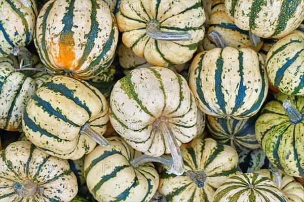 White and green Sweet Dumpling Squashes with stripes