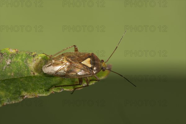 Common meadow bug