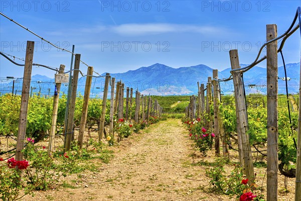 Beautiful landscape with rows of vines