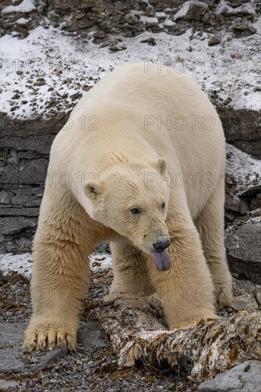 Scavenging polar bear