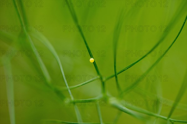 Egg of a swallowtail