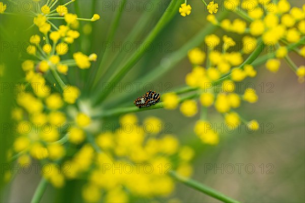 Young swallowtail