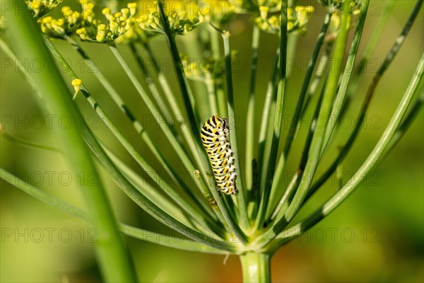 Swallowtail