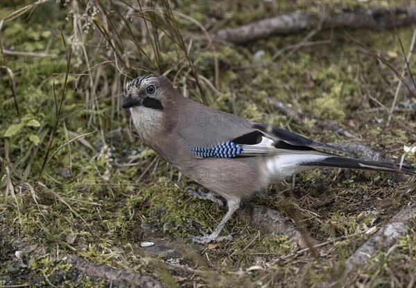 Eurasian jay