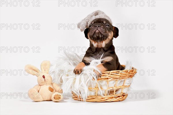 Cute tan French Bulldog dog puppy with night cap and toy plush bunny in basket