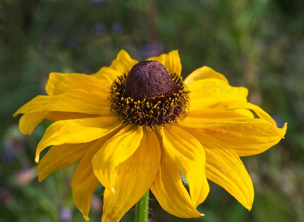 Giant coneflower