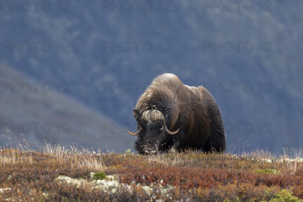 Musk ox