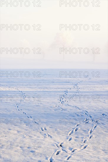 Animal tracks of deer and hares in the snowy in a field