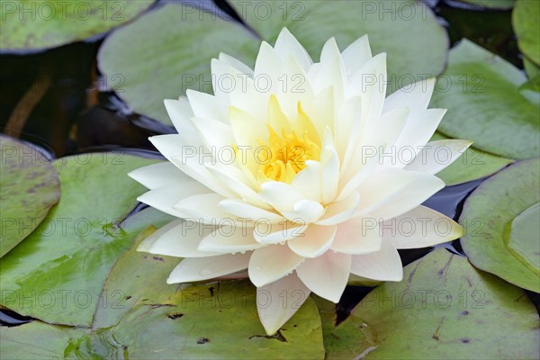 Water lily