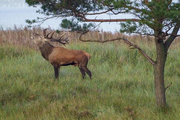 Red deer