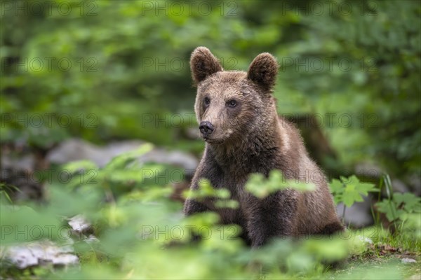 European brown bear