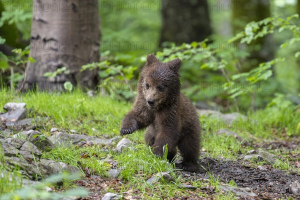 European brown bear