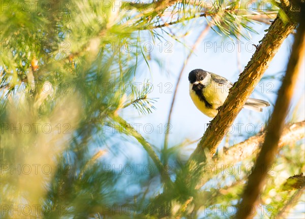 Great tit