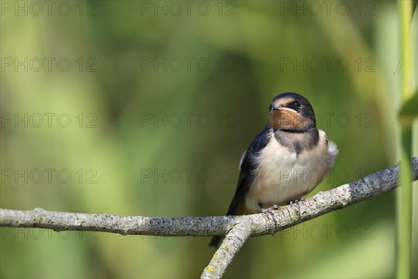 Barn swallow