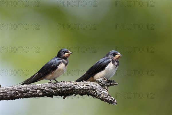 Barn swallow