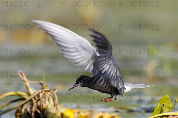 Black Tern