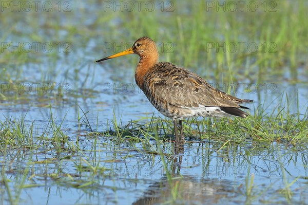 Black-tailed Godwit