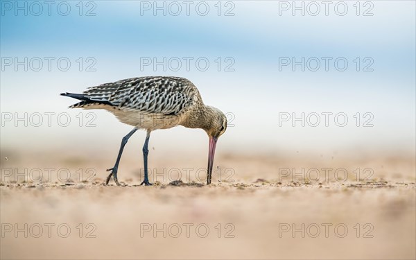 Bar-tailed Godwit