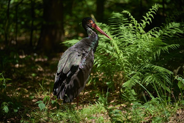 Black stork