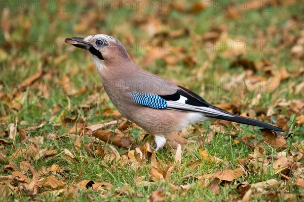 Eurasian jay