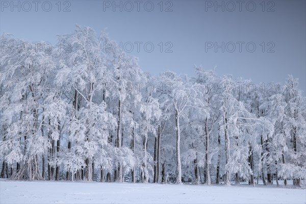 Winter beech forest with hoarfrost on the trees and fog on Mount Kandel