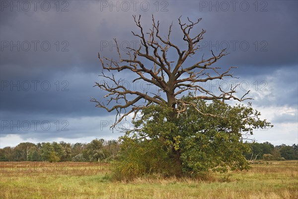 Dying oak on the Elbe meadows in autumn