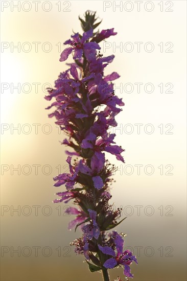 Purple loosestrife