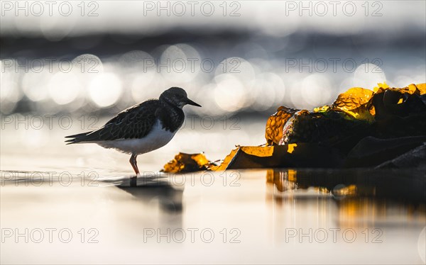 Ruddy Turnstone