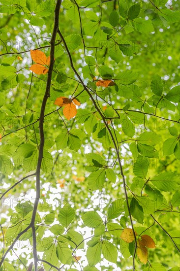 Undergrowth of orange beech leaves in the forest in autumn. Bas-Rhin