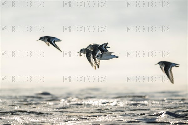 Sanderling