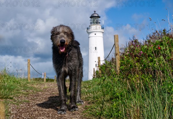 Irish wolfhound