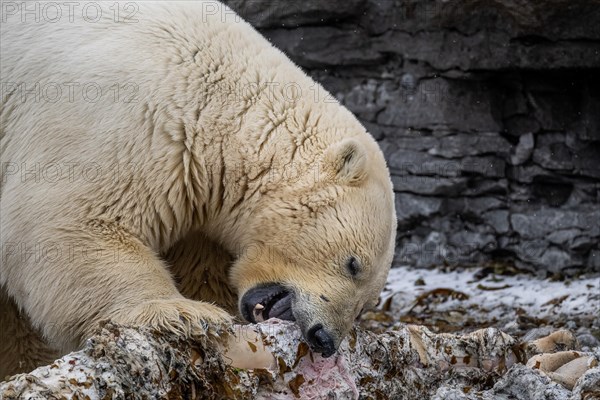 Scavenging polar bear