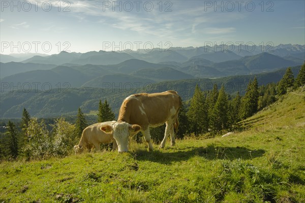 Cows on the Brauneck