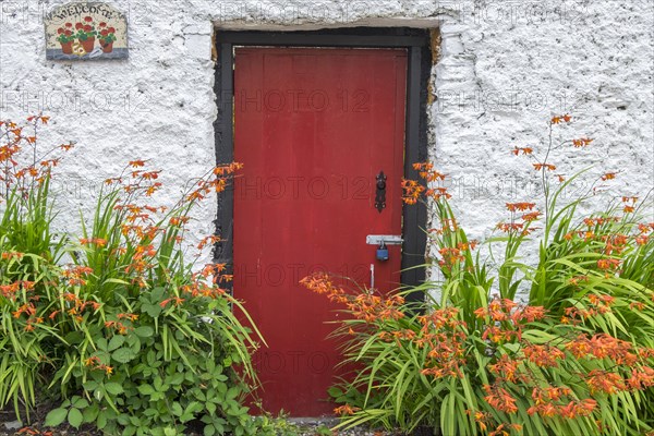 Red Front Door and Montbretia