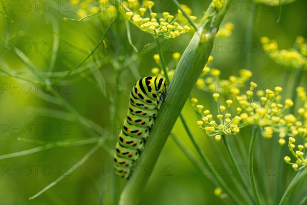 Swallowtail