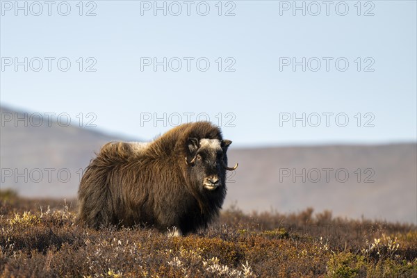 Musk ox