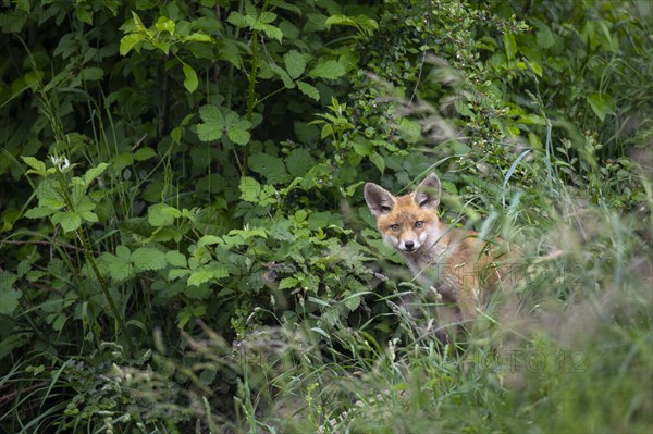 Red fox