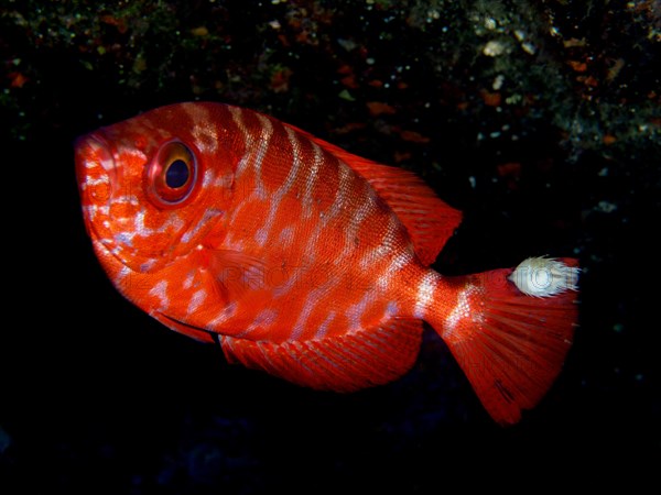 Bigeye glasseye snapper