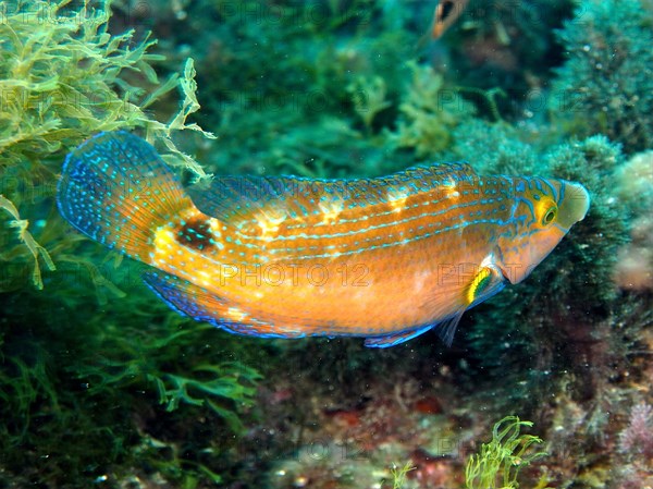 Axillary wrasse