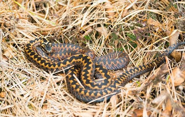 Two wild adder