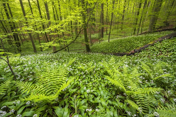 Blooming ramson