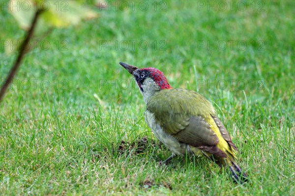 European green woodpecker